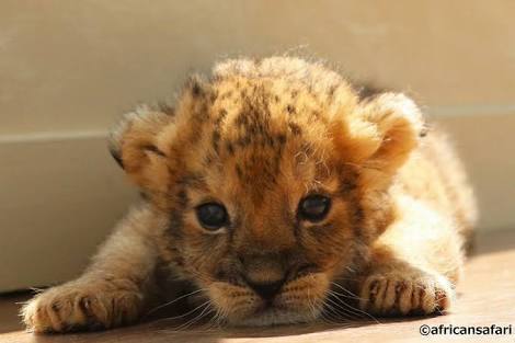 Kasword 生まれたて かわいい ライオン 赤ちゃん